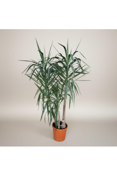 3lü Dev Yucca Ağacı